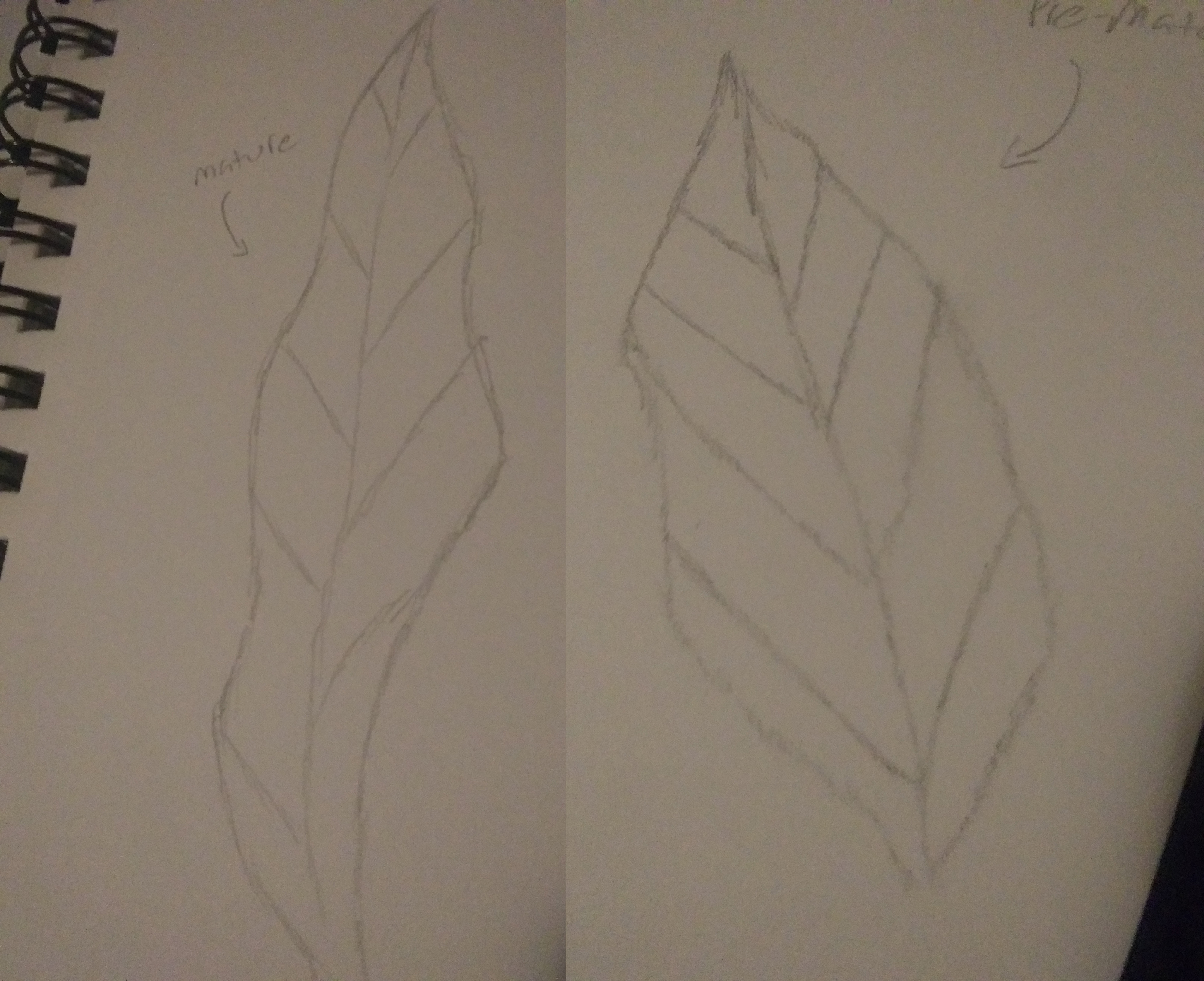 [Lo-W] Trem Ivy concept